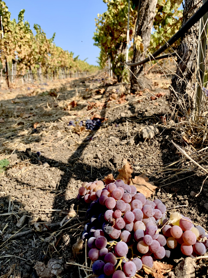 Grenache cluster on the ground Grenache cluster on the ground