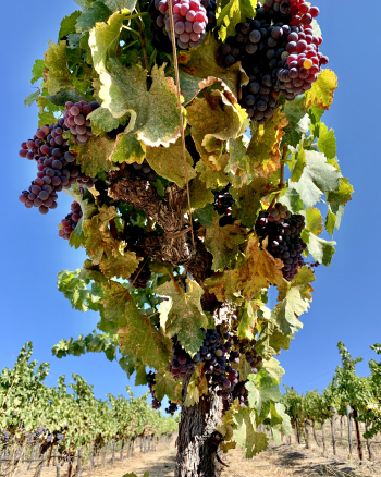 Grenache from Below Sept 2020 Grenache from Below Sept 2020