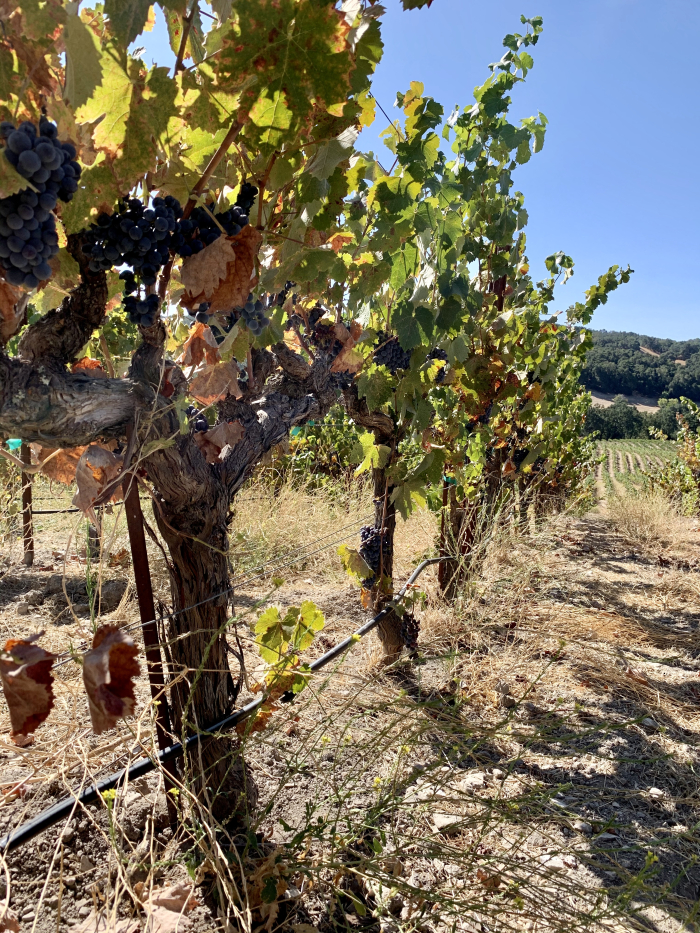 Mourvedre Sept 2020 Mourvedre Sept 2020