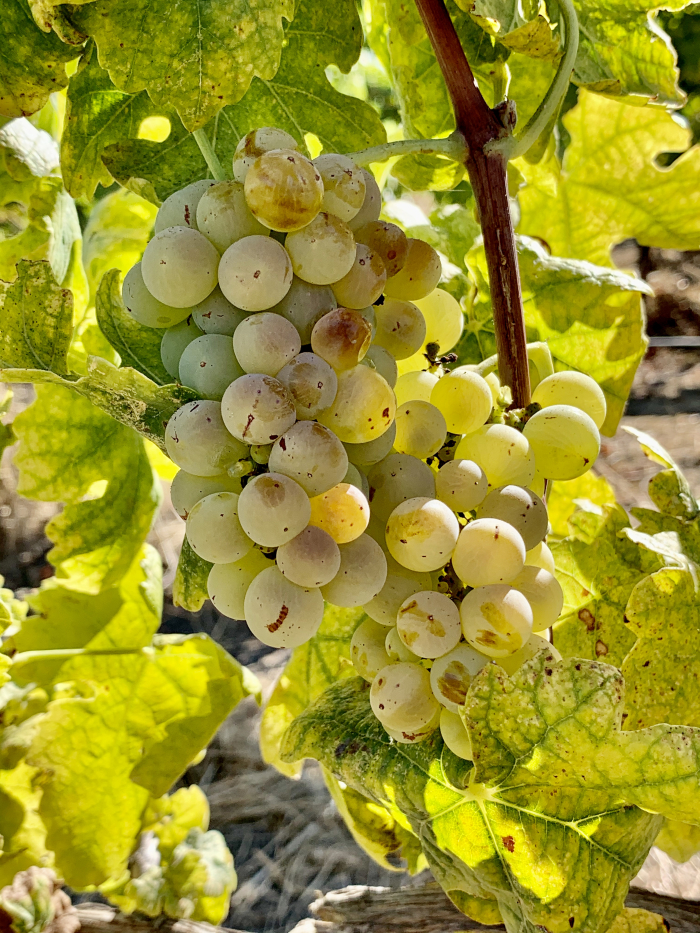 Roussanne Sept 2020 Roussanne Sept 2020