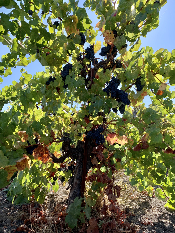 Tannat Sept 2020 Tannat Sept 2020