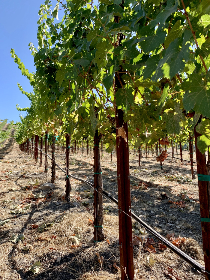 Picked Cinsaut Sept 2020 Picked Cinsaut Sept 2020