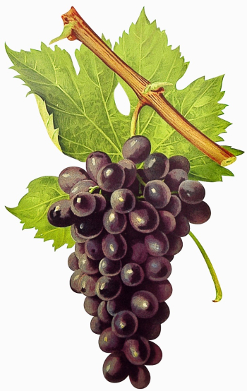CINSAUT CINSAUT