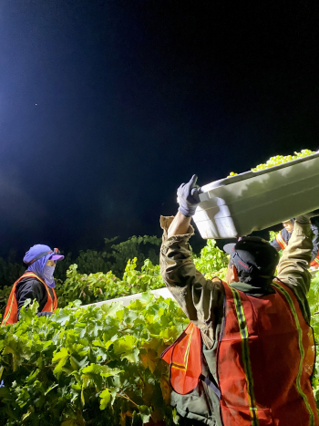 Night Harvest 1 Night Harvest 1