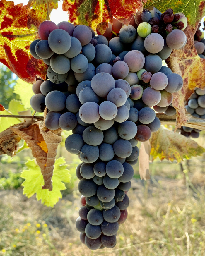 Mourvedre pre-harvest 2020 Mourvedre pre-harvest 2020