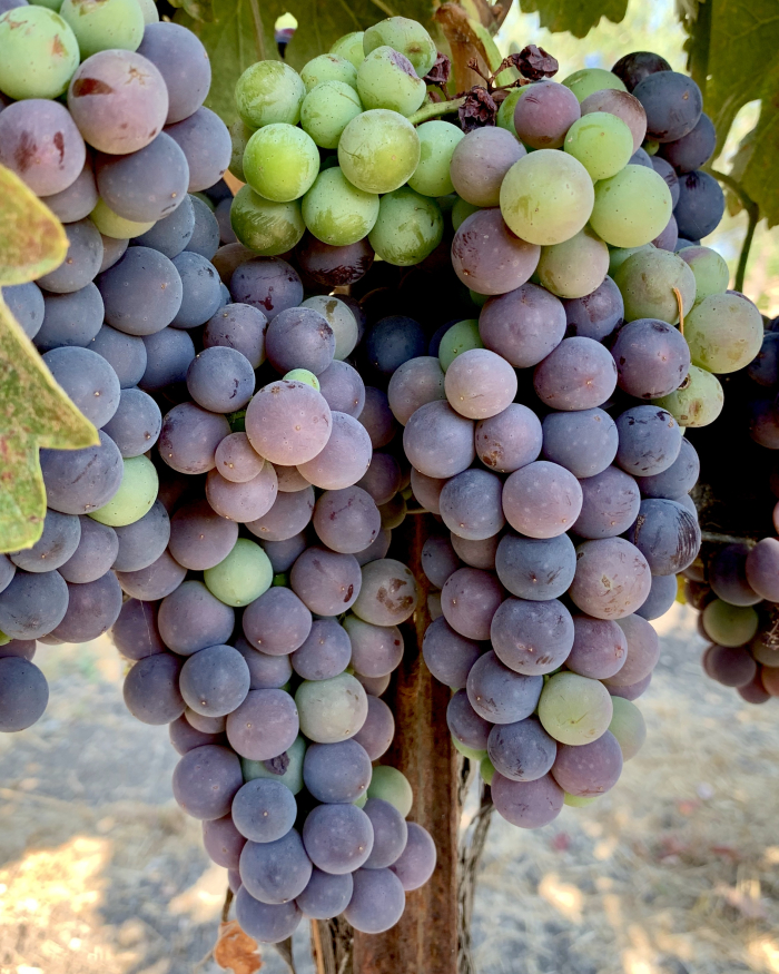Counoise pre-harvest 2020 Counoise pre-harvest 2020