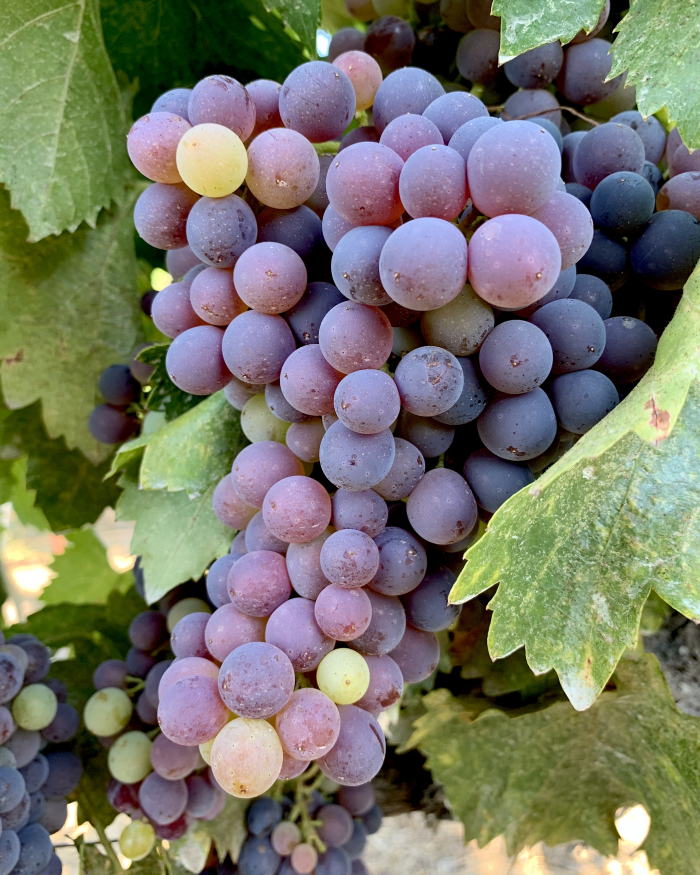 Grenache pre-harvest 2020 Grenache pre-harvest 2020
