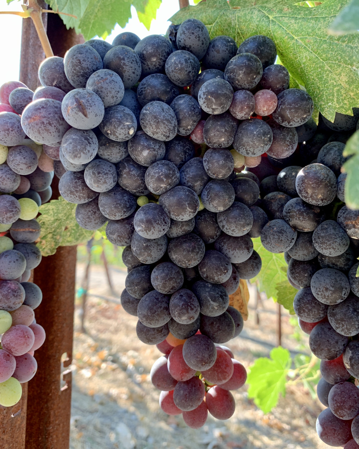 Cinsaut pre-harvest 2020 Cinsaut pre-harvest 2020