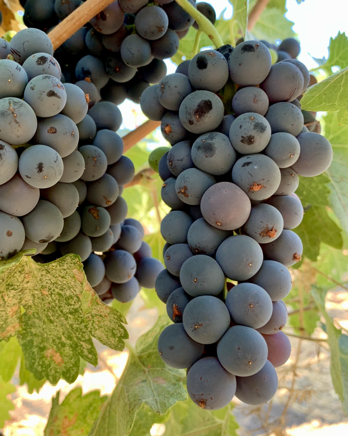 Syrah pre-harvest 2020 Syrah pre-harvest 2020