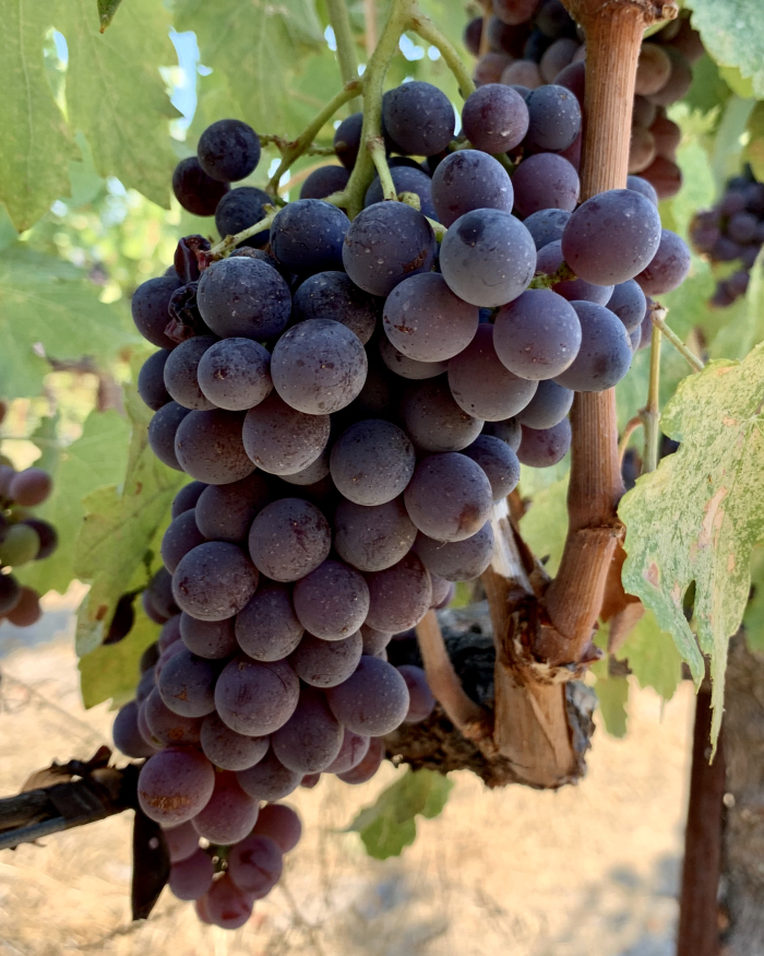 Terret pre-harvest 2020 Terret pre-harvest 2020