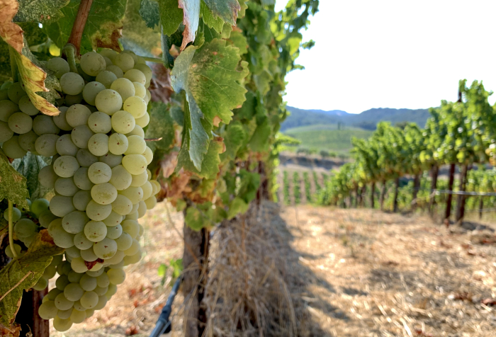 Grenache Blanc pre-harvest 2020 Grenache Blanc pre-harvest 2020