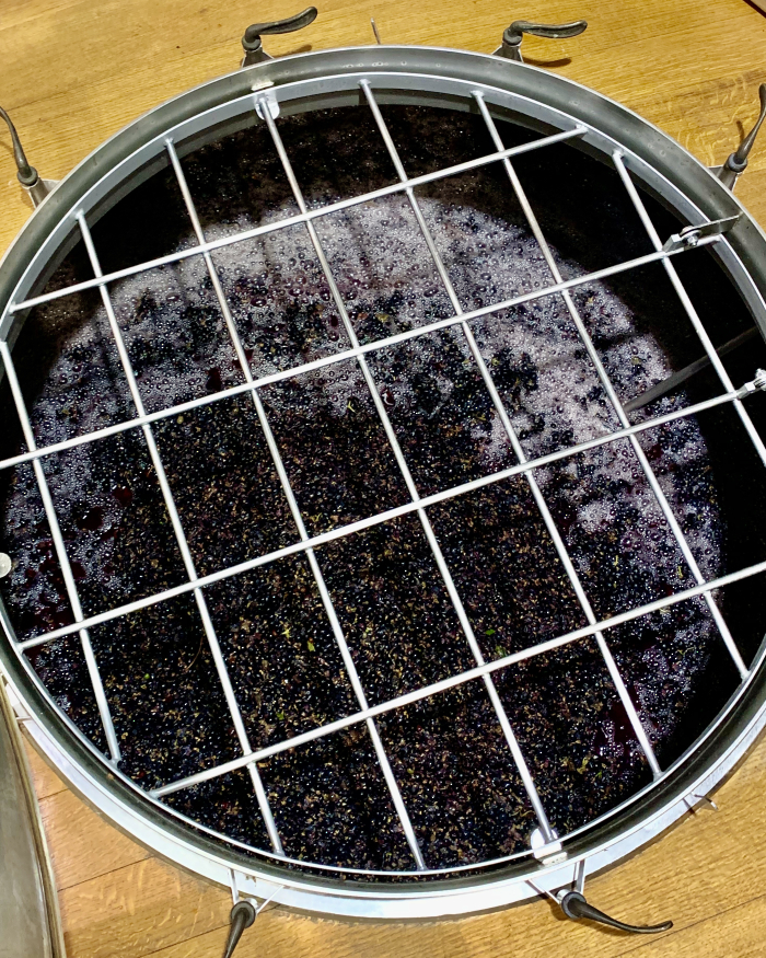 Syrah in wooden upright Aug 2020 Syrah in wooden upright Aug 2020