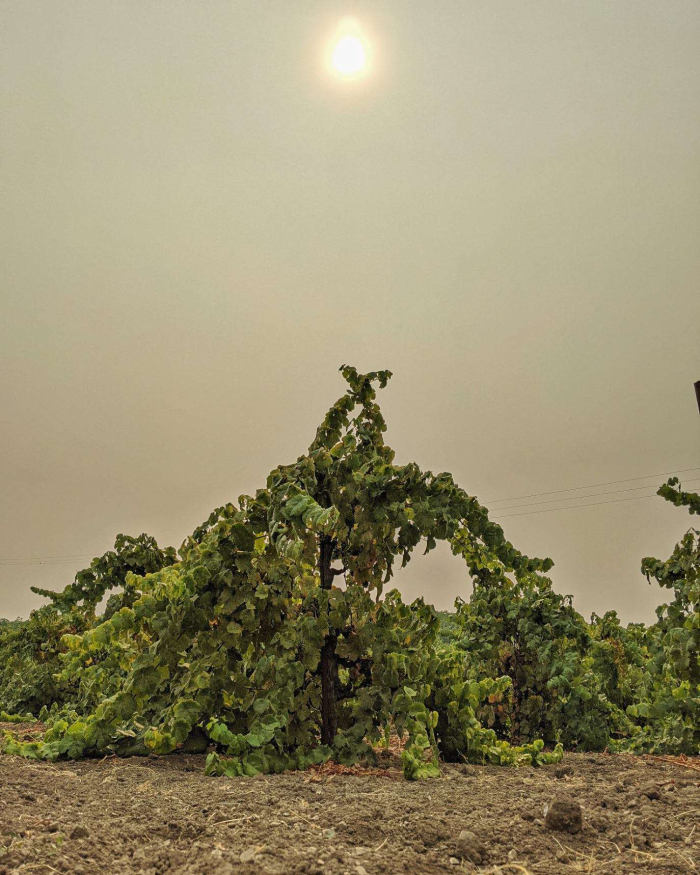 Smoky skies over Tannat Smoky skies over Tannat