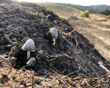 Mushrooms growing on Compost pile Mushrooms growing on Compost pile