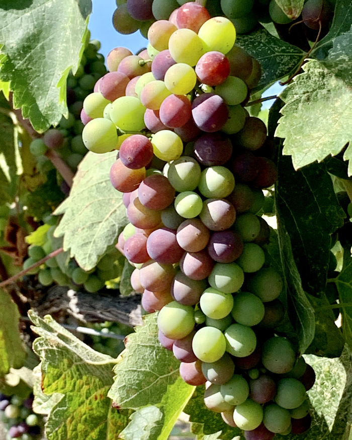 Veraison 2020 - syrah Veraison 2020 - syrah