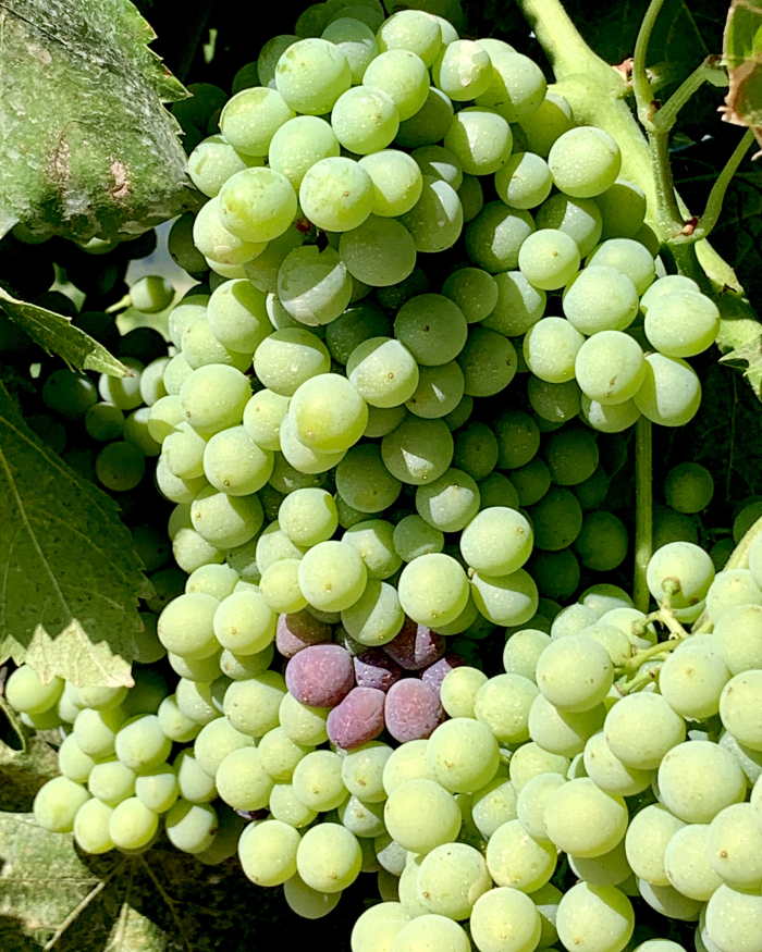 Veraison 2020 - grenache Veraison 2020 - grenache