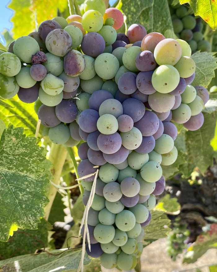 Veraison 2020 - mourvedre Veraison 2020 - mourvedre