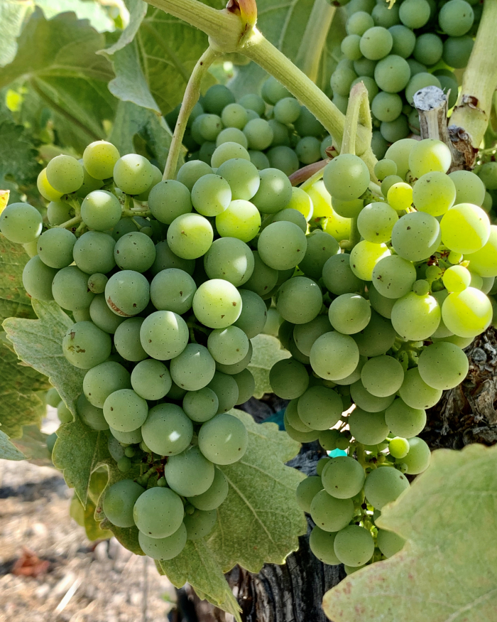 Veraison 2020 - counoise Veraison 2020 - counoise