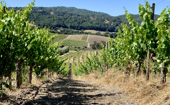 Long view through Grenache Long view through Grenache