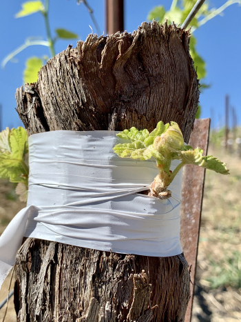 New Muscardin bud New Muscardin bud