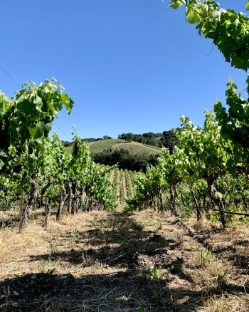 Long view through Vermentino Long view through Vermentino