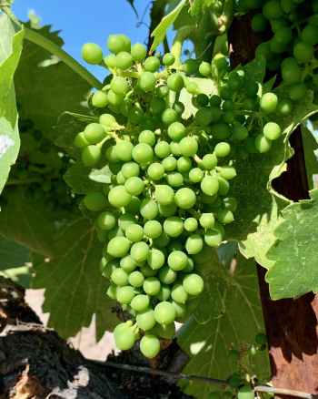 Grenache cluster Grenache cluster