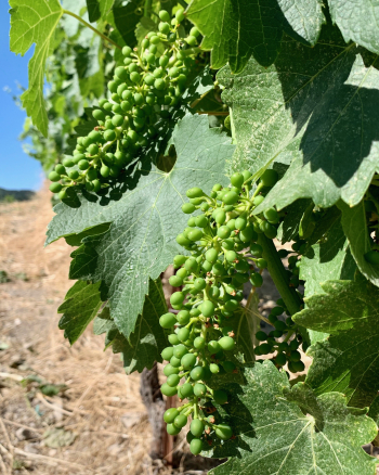 Syrah clusters Syrah clusters