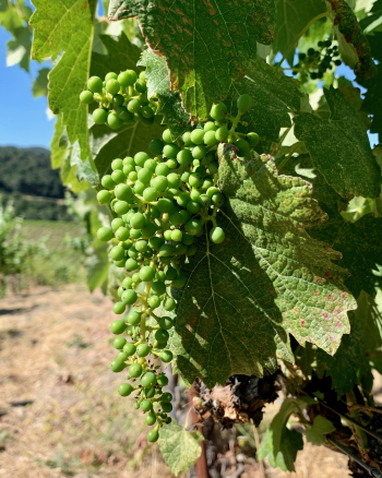 Mourvedre cluster Mourvedre cluster