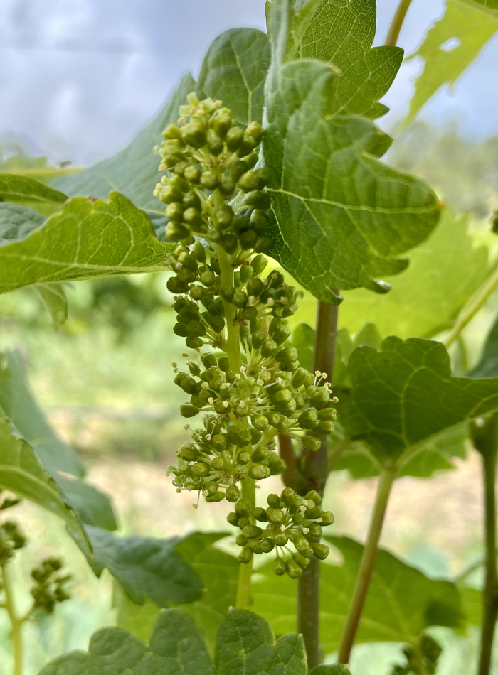 Viognier flowering 2020 Viognier flowering 2020