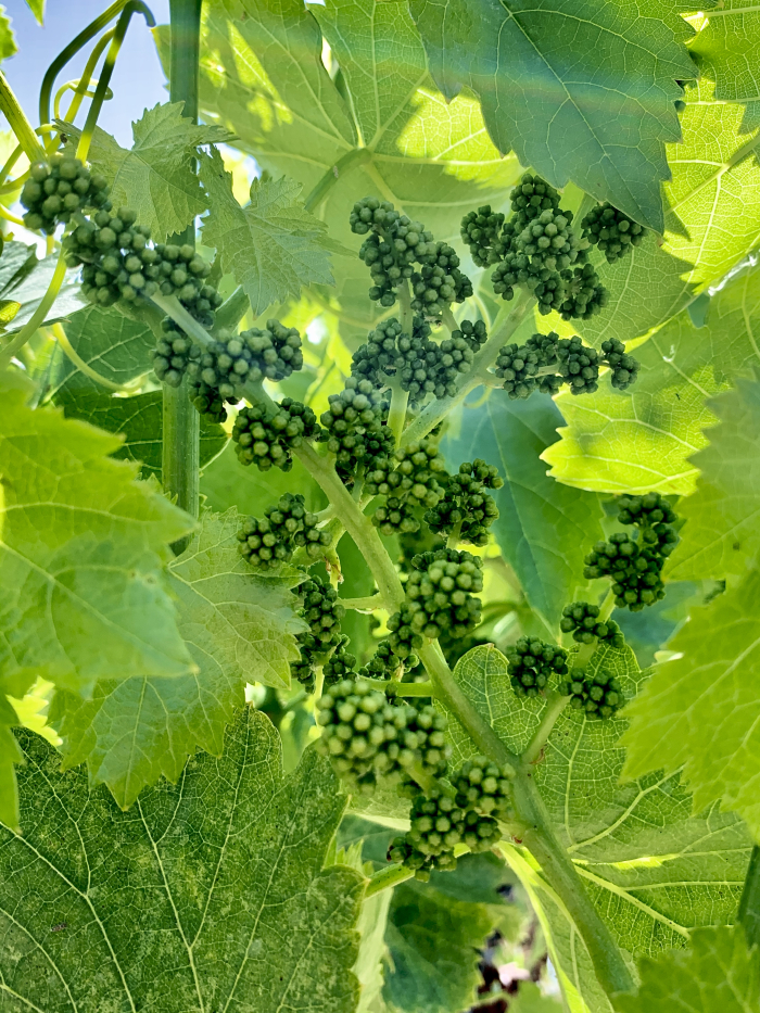 Grenache Blanc flower cluster May 2020 Grenache Blanc flower cluster May 2020