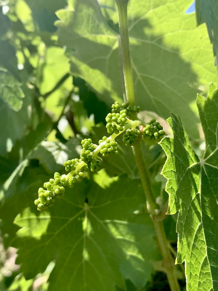 Mourvedre flower cluster May 2020 Mourvedre flower cluster May 2020