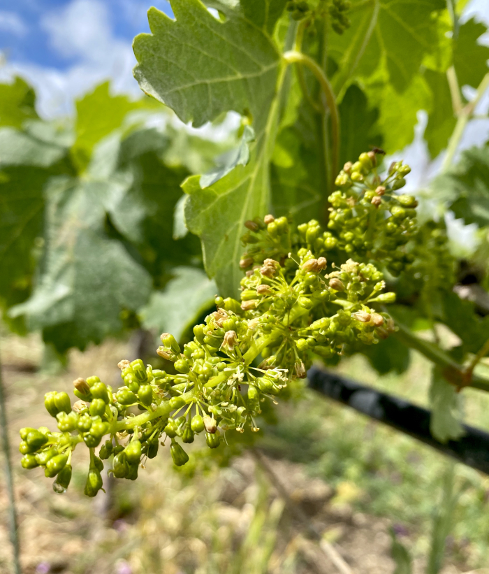 Viognier flowering 2020 2 Viognier flowering 2020 2