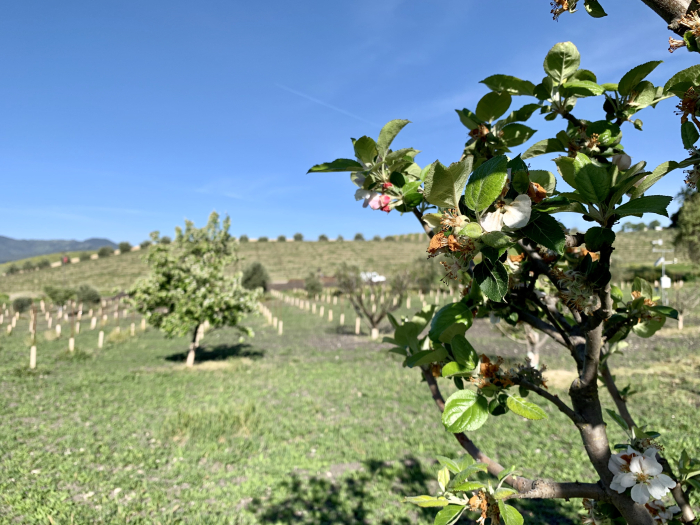 Fruit trees in bloom Fruit trees in bloom