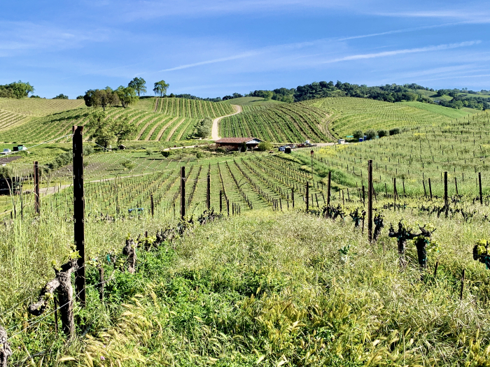 Long View - Tablas Creek lots of cover crop Long View - Tablas Creek lots of cover crop