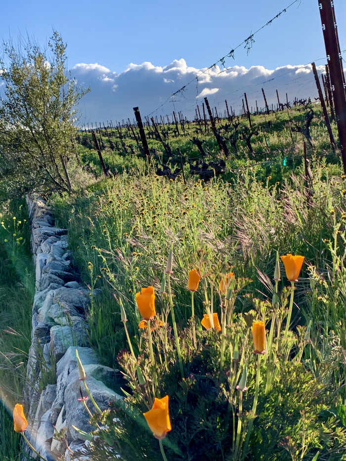Poppies and Dormant Vines March 2020 Poppies and Dormant Vines March 2020