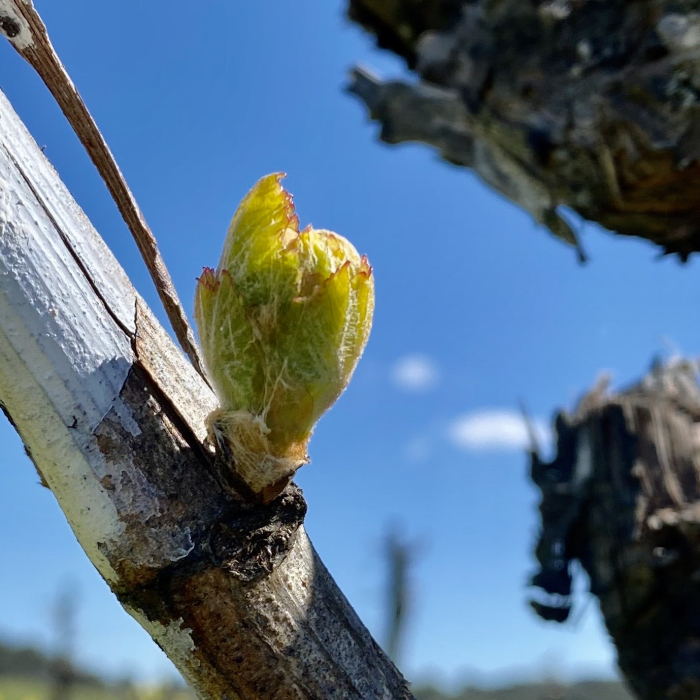 Budbreak in Grenache 2020 Square Budbreak in Grenache 2020 Square