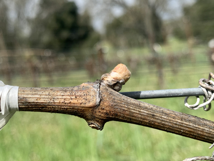 Swollen Bud March 2020 Swollen Bud March 2020