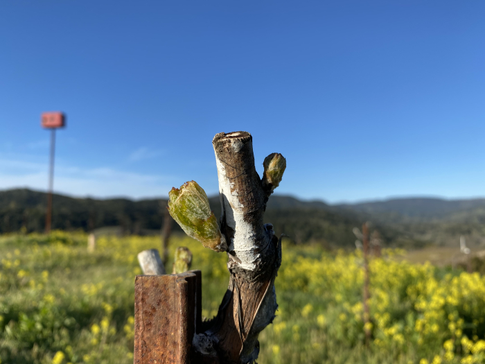 Budbreak in Grenache with Owl Box Budbreak in Grenache with Owl Box