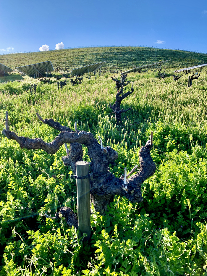 Dormant Head Trained Mourvedre March 2020 Dormant Head Trained Mourvedre March 2020
