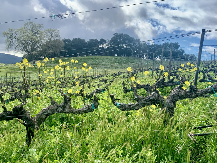 Dormant Grenache with wildflowers Dormant Grenache with wildflowers