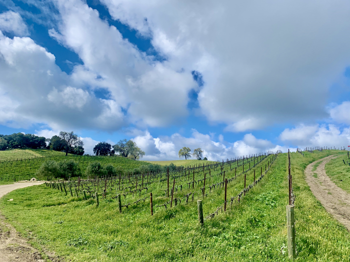 Looking up Grenache block with clouds Looking up Grenache block with clouds