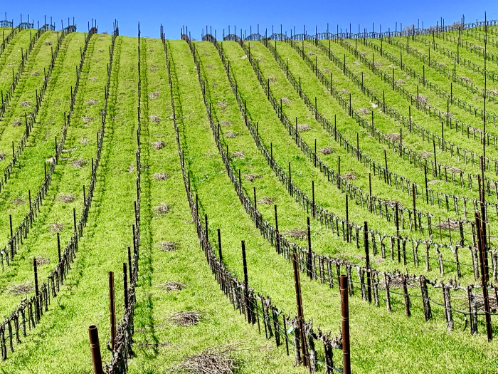 Tablas Creek Vineyard Newly Pruned Tablas Creek Vineyard Newly Pruned
