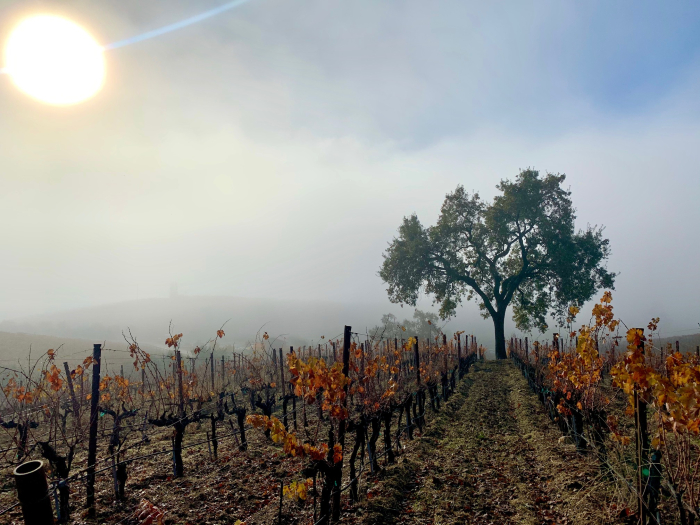Oak tree in the vineyard with fog Oak tree in the vineyard with fog