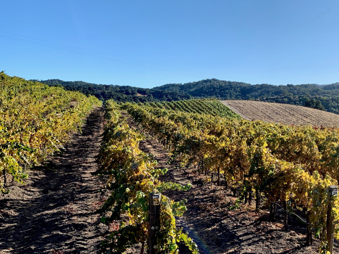Roussanne block October 2019 Roussanne block October 2019