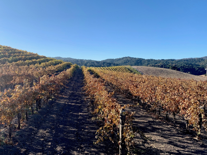 Roussanne Block November 2019 Roussanne Block November 2019