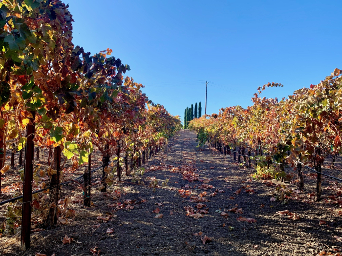 2019 Fall Foliage - Syrah 2019 Fall Foliage - Syrah