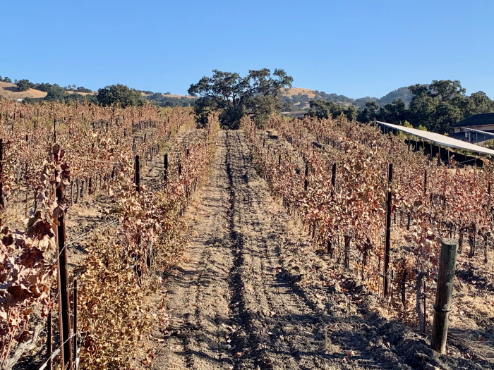 Late fall 2019 Mourvedre Late fall 2019 Mourvedre