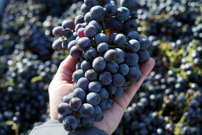Cinsaut cluster and bin Cinsaut cluster and bin