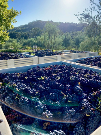 Mid-Sept Harvest - Bins of Syrah 2 Mid-Sept Harvest - Bins of Syrah 2