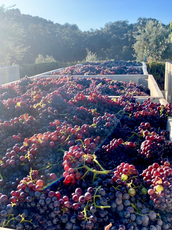 Mid-Sept Harvest - Bins of Grenache Mid-Sept Harvest - Bins of Grenache